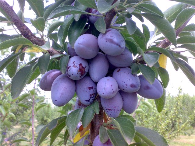 Susino - Ramassin